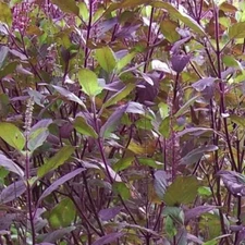 500 + Red Leaf Holy Basil / Krishna Tulsi/Non-GMO / Heirloom / Herb Garden Fresh