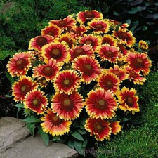 Blanket Flower DWARF GOBLIN Gaillardia Perennial Native Flower Non-GMO 50