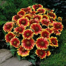 Blanket Flower DWARF GOBLIN Gaillardia Perennial Native Flower Non-GMO 50 Seeds