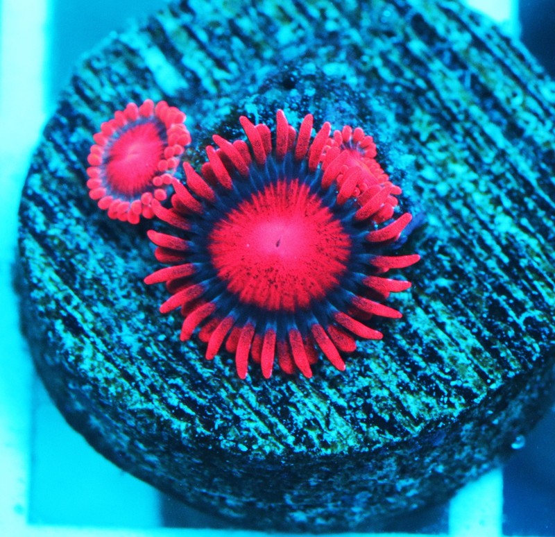Bam Bam Zoa Frag Zoanthids Zoa Paly SPS LPS Corals, WYSIWYG