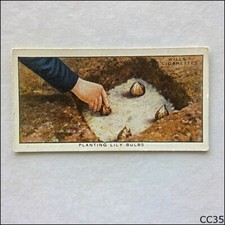 Wills Garden Hits #24 Planting Lily Bulbs 1938 Cigarette Card (CC35)