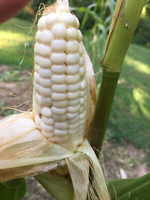 100 Seeds Includes Tracking Details about   Thai White Sticky Corn Seeds