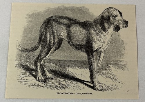1885 book engraving ~ BLOODHOUND dog