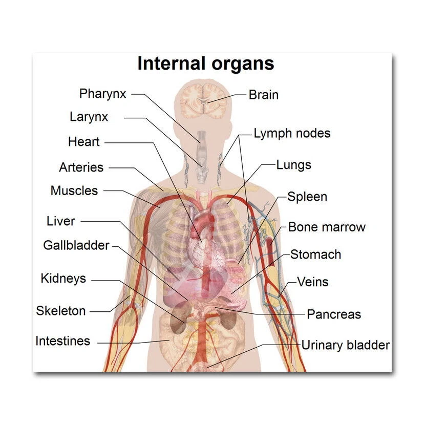 82049 Anatomy Human Body Tutorials Map Wall Print Poster US - Picture 1 of 7