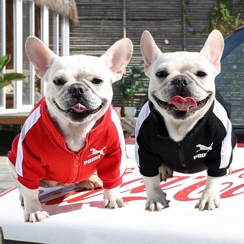 zipper dog jacket