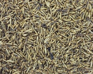 10 kg Vers De Farine Déshydratée