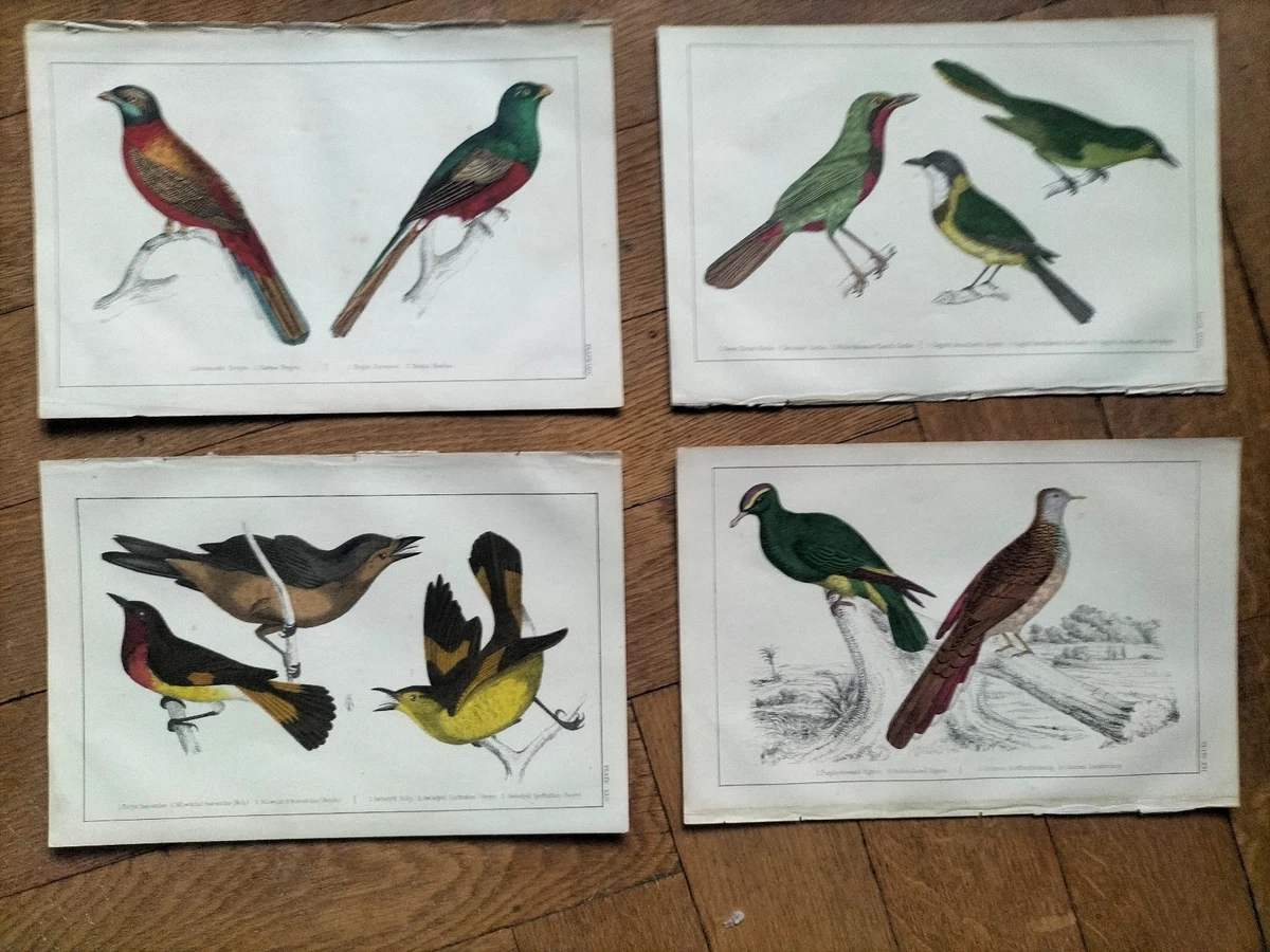Lot De 2 Appliques Cadre Lithographie Oiseaux – Années 50, Vintage Déco
