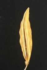 Vintage Brushed Gold Tone Pea Pod  Leaf Brooch Pin