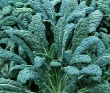 LACINATO KALE SEEDS 300+ DINOSAUR KALE VEGETABLE greens SALAD FREE SHIPPING