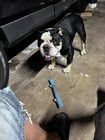 English Bulldog Stud Ready For Mating Not FOR SELL — photo 2