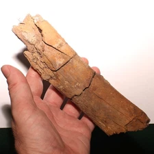 GORGEOUS Triceratops Rib PIece Dinosaur Fossil - Hell Creek Formation Cretaceous