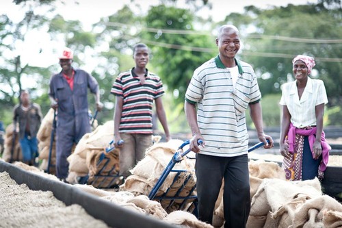 2-40lb Tanzania Peaberry * Specialty Coffee * Premium Unroasted Green Coffee - Picture 4 of 6