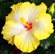 45 Seeds Yellow Hibiscus flower perennial Heirloom Rare flower exotic tree plant