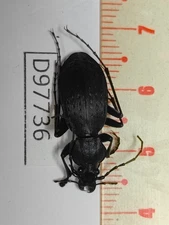 D97736-insects Carabidae from Vietnam North