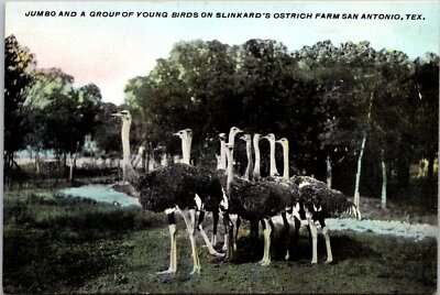 Jumbo & Group of Young Birds Slinkard's Ostrich Farm San Antonio Texas Postcard
