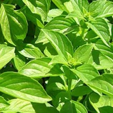 500 Lemon Basil Seeds | Non-GMO | Herb Seeds | new