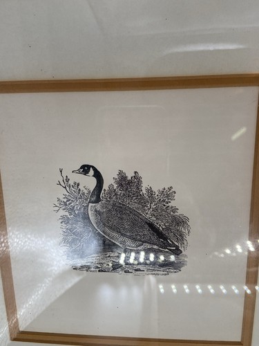 3 Vintage Thomas Bewick Wood Block Framed Engravings Prints - Picture 6 of 9