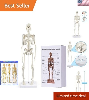 Realistic 17.7  Mini Human Skeleton Model - Essential for Medical Education