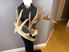 BIG Real Whitetail Deer Antlers Set Wild Idaho Horns Mount Skull Drop Tine