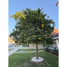 California Homegrown Organic Lemons (No Pesticides) From Our Home Tree in OC!