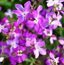 EVENING SCENTED STOCK FLOWER SEEDS 2000+ annual WILDFLOWER garden FREE SHIPPING