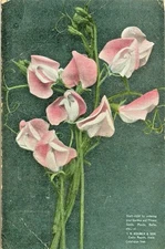 Cedar Rapids IA  I. N. Kramer& Son, Local Seed Company Advertising Card 1911