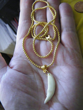 Collar de Dientes COYOTE 1 1/2" Blanco Dientes REALES 18KT Oro Placa Caja 25" Cadena ¡NUEVO!