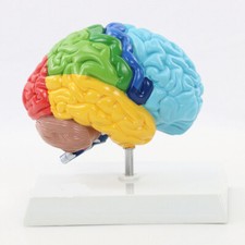 1:1 Color Brain Domain Anatomy Anatomical Model Right Brain Medical Function