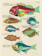 Illustrations of fishes found in Moluccas Indonesia and the East Indies 14