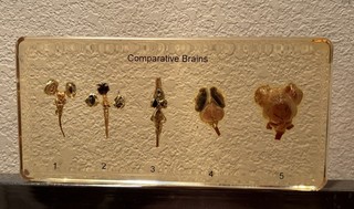 Real Brains Comparative Brains in Resin Educational Display Very Rare Oddity