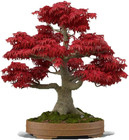 Japanese Red Maple Bonsai Tree Seeds | 30+ Seeds | Highly Prized for Bonsai, Jap