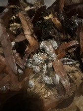 20 ct, Dairy Cow Isopods  Live Arrival Guarantee  Bioactive Cleanup Crew