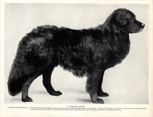 1930s Antique Newfoundland Dog Print Bruno Newfoundland Dog Print 6395n