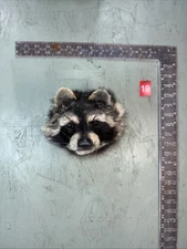 Beautiful Taxidermy Raccoon Wall Mount Man Cave Den Mount Coyote Bobcat Red Fox