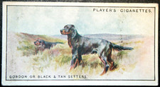 GORDON SETTER  Vintage 1924  Illustrated Dog Card  JE21MS