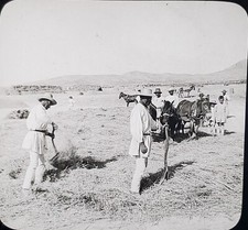 Treading Grain, Threshing As In Olden Days, Greece, Magic Lantern Glass Slide