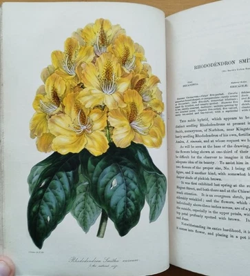 Paxton Magazine of Botany Botanik Pflanzen 48 kolorierte Tafeln Vol. IX - 1842 - Bild 1 von 4