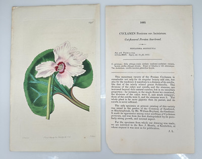 1827 M. Hart Ridgway Botanical #1095 Cyclamen Persicum Flowered Persian SowBread