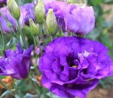 LISIANTHUS EUSTOMA -ROSE  BLUE - LARGE DOUBLE FlOWER- 5 SEEDS - F1 HYBRIDS