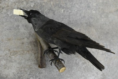 stuffed crow