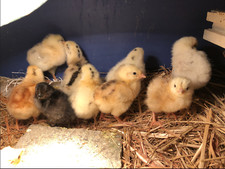 6 - BROWN FARM MIX Chicken Fertile Hatching Eggs Fresh Daily Hatch incubate