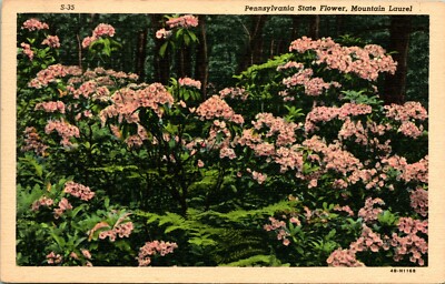 Lot of 2 Vtg Linen Postcards - Pennsylvania State Flower - Mountain Laurel UNP