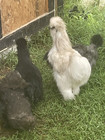 Calico Chocolate Paint FRIZZLE Silkie Show Girl Paint 3 Hatching Eggs PURE ❤️96L — photo 10