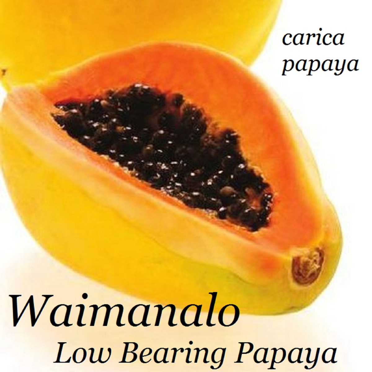 LAIE GOLD~ Yellow PAPAYA Kamiya Hybrid Waimanalo Solo X-77 UH