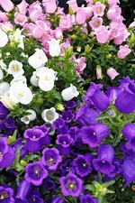 6 x PLUG PLANTS CANTERBURY BELLS-OLD COTTAGE GARDEN FAVOURITE