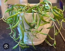 Alive String of Bananas Cuttings  3 pcs