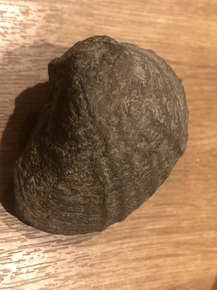 Pholadomya Fossil Bivalve Jurassic - Image 2 of 4