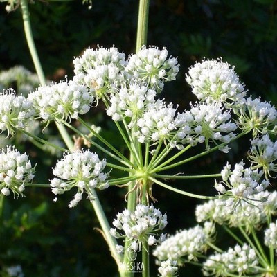 Conium maculatum L. 50+ Stück frische Samen. Hemlock, Wild Hemlock Samen Bio