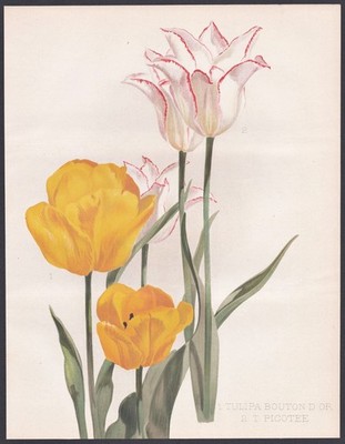 Tulpe tulip Tulpen tulips Tulipa Blume Botanik flower botany Robinson Litho