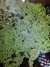 DUCKWEED indoor grown Freshwater Aquatic Live Plant 300 Pieces